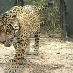 Acaí desapareció hace más de un mes.