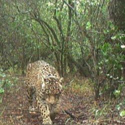 Acaí es una hembra crucial para la reintroducción de la especie en la Argentina.