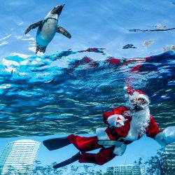 Un buzo vestido con un traje de Papá Noel nada con un pingüino en el Acuario Sunshine durante los preparativos para el próximo evento especial de Navidad en Tokio. Foto de Kazuhiro NOGI / AFP | Foto:AFP