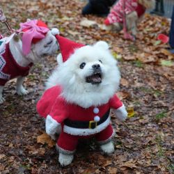 Perros con abrigos y gorras desfilan durante el desfile navideño de suéteres de Rescue Dogs of London en el centro de Londres. Foto de CARLOS JASSO / AFP | Foto:AFP