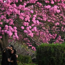 Personas se toman una selfie frente a un árbol de Tabebuia rosea en un parque de Bengaluru. Foto de Idrees MOHAMMED / AFP  | Foto:AFP