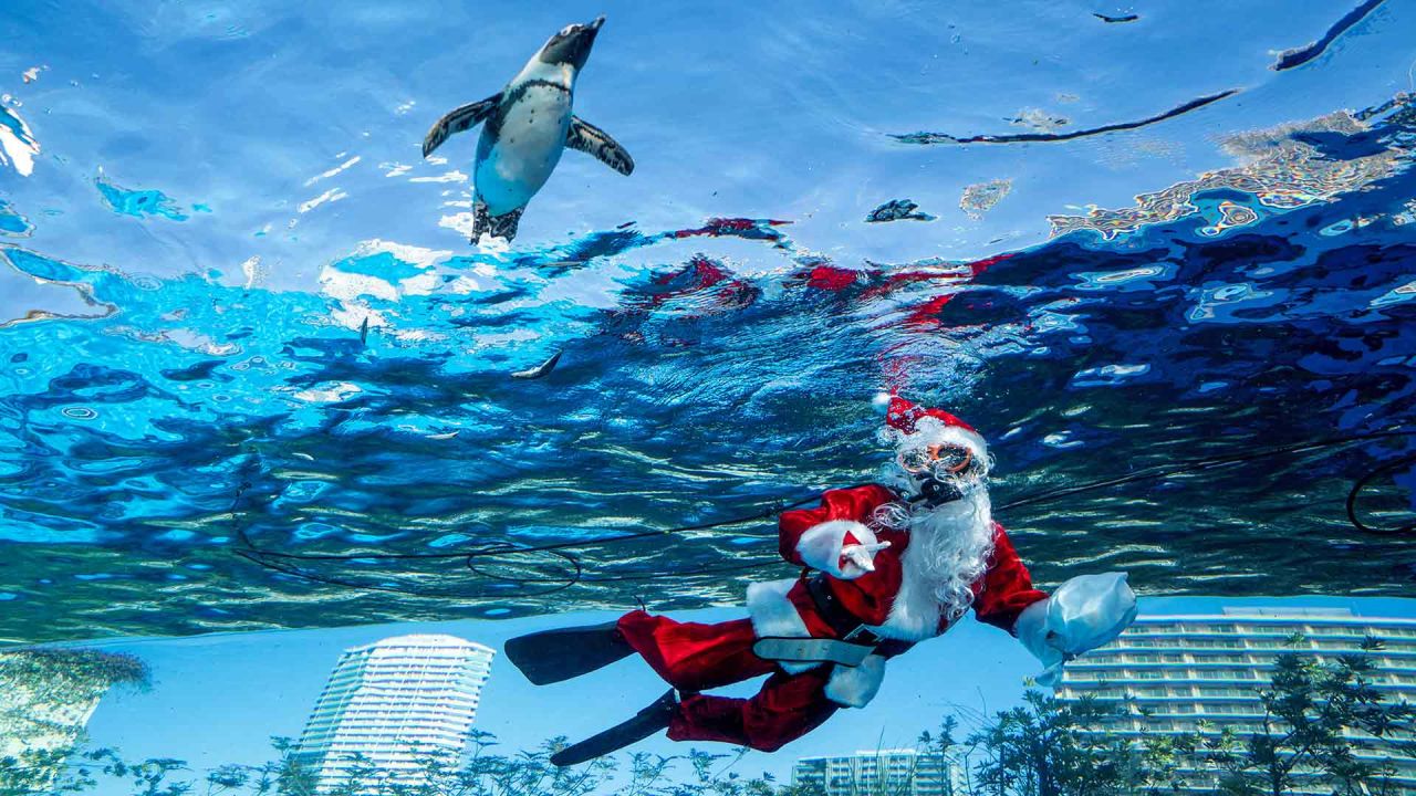 Un buzo vestido con un traje de Papá Noel nada con un pingüino en el Acuario Sunshine durante los preparativos para el próximo evento especial de Navidad en Tokio. Foto de Kazuhiro NOGI / AFP | Foto:AFP