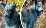 Mirá a los perros completamente azules que aparecieron en Chernóbil 