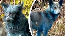 Mirá a los perros completamente azules que aparecieron en Chernóbil
