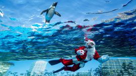 Un buzo vestido con un traje de Papá Noel nada con un pingüino en el Acuario Sunshine durante los preparativos para el próximo evento especial de Navidad en Tokio. Foto de Kazuhiro NOGI / AFP