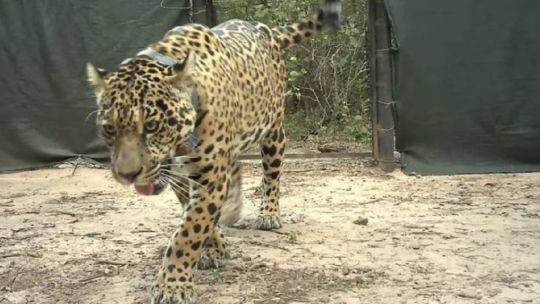 0112_yaguareté acaí