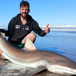 Son alrededor de 55 las especies de tiburones descriptas en el mar argentino, siendo algunas residentes permanentes y otras que migran estacionalmente a zonas costeras, siendo las especies nombradas anteriormente, junto al gatopardo, las más presentes entre los pescadores de nuestro país. 