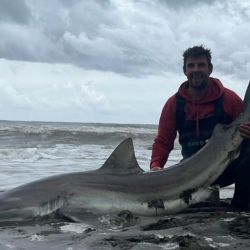 Son alrededor de 55 las especies de tiburones descriptas en el mar argentino, siendo algunas residentes permanentes y otras que migran estacionalmente a zonas costeras, siendo las especies nombradas anteriormente, junto al gatopardo, las más presentes entre los pescadores de nuestro país. 