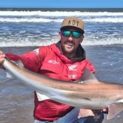 Son alrededor de 55 las especies de tiburones descriptas en el mar argentino, siendo algunas residentes permanentes y otras que migran estacionalmente a zonas costeras, siendo las especies nombradas anteriormente, junto al gatopardo, las más presentes entre los pescadores de nuestro país. 