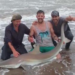 Son alrededor de 55 las especies de tiburones descriptas en el mar argentino, siendo algunas residentes permanentes y otras que migran estacionalmente a zonas costeras, siendo las especies nombradas anteriormente, junto al gatopardo, las más presentes entre los pescadores de nuestro país. 