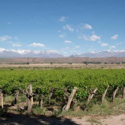 Bodega del Carmen en Delirio