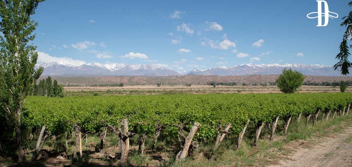 Viejos nuevos vinos del Valle de Calingasta 