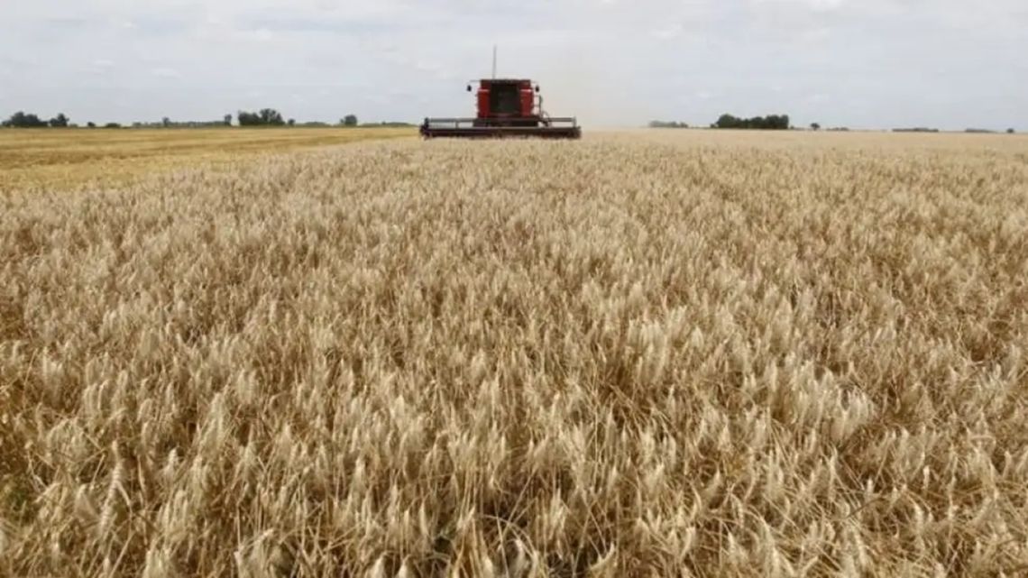 “Un productor que invirtió mucho dinero y un clima que acompañó muy bien”, las razones detrás de la cosecha récord de trigo
