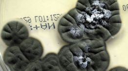 La NASA utilizará “Hongos oscuros” mutados tras Chernobyl como escudos ante la radiación cósmica 0212025