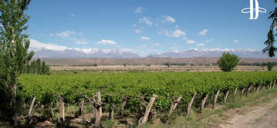 Viejos nuevos vinos del Valle de Calingasta 