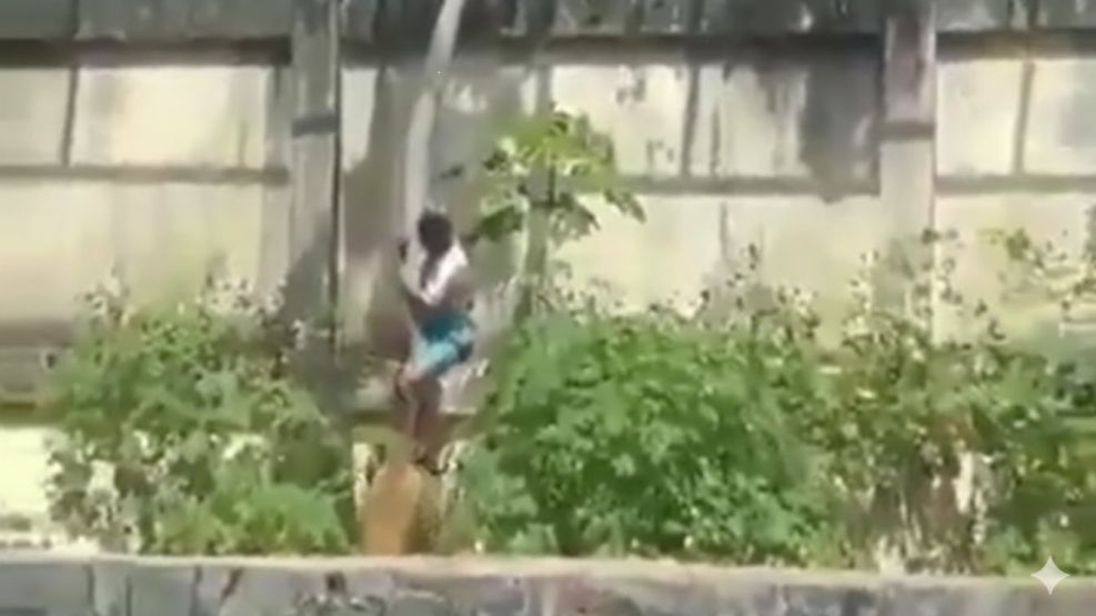 El momento en el que la víctima ingresó a la jaula de los leones.  