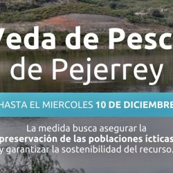 Fundamenta la solicitud de veda total, las reiteradas infracciones detectadas durante el período de veda parcial establecido previamente por la Resolución que permitía la pesca únicamente en modalidad embarcada, a más de 200 metros de la costa, y solo los fines de semana y feriados en cuatro diques específicos.