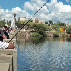 Fundamenta la solicitud de veda total, las reiteradas infracciones detectadas durante el período de veda parcial establecido previamente por la Resolución que permitía la pesca únicamente en modalidad embarcada, a más de 200 metros de la costa, y solo los fines de semana y feriados en cuatro diques específicos.