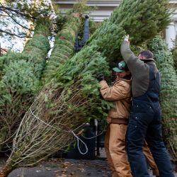 Trabajadores de Tree Riders NYC trasladan un árbol de Navidad en su ubicación en el East Village en Manhattan. Foto de SPENCER PLATT / AFP | Foto:AFP