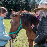 Los caballos nos devuelven la presencia