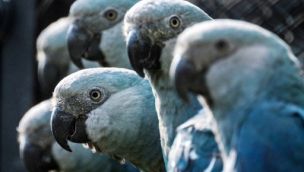 el guacamayo de Spix