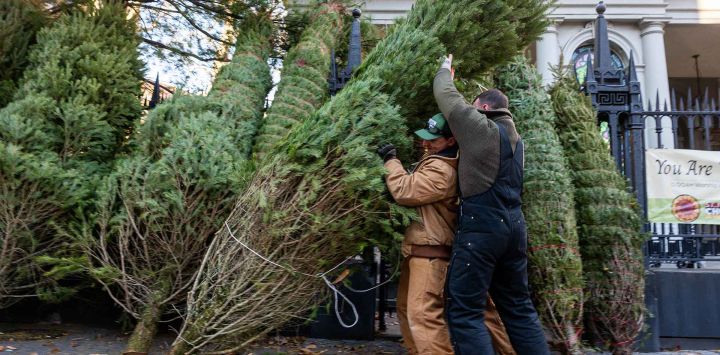 Trabajadores de Tree Riders NYC trasladan un árbol de Navidad en su ubicación en el East Village en Manhattan. Foto de SPENCER PLATT / AFP