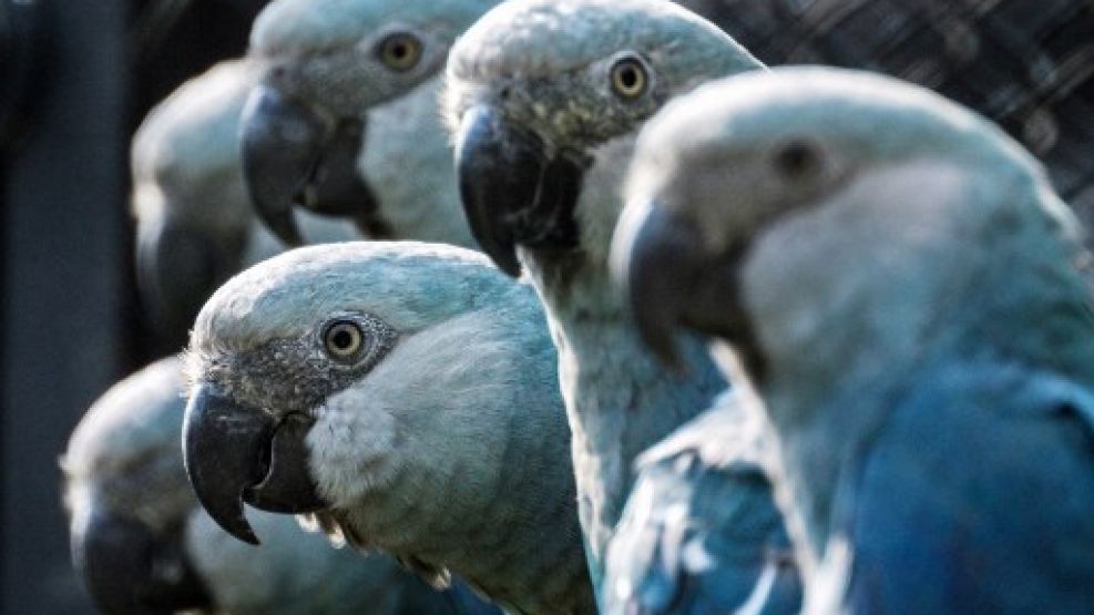 el guacamayo de Spix