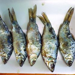 La laguna Vitel estuvo seca durante muchos años. Pero gracias al trabajo local, las lluvias y el aporte de agua de arroyos, volvió a nacer tanto para tarariras como para pejerreyes. La relevamos después  de varias temporadas,  y la verdad es que  vale una escapada.