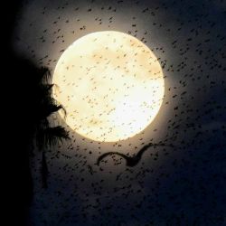 Luna llena detrás de una murmullos de estorninos en Roma. Foto de Tiziana FABI / AFP | Foto:AFP