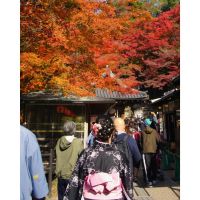 Viajar a Japón en Momiji: cuando un país te cambia el ritmo interno