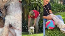 Eugenia Tobal mostró la recuperación de su perro Romeo