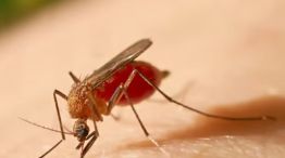 Alertan por el crecimiento de la fiebre amarilla en América Latina.