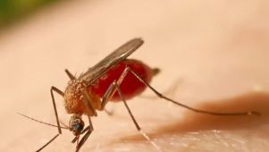 Alertan por el crecimiento de la fiebre amarilla en América Latina.