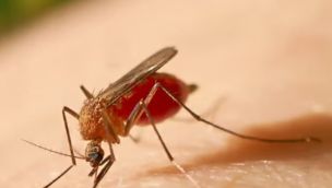 Alertan por el crecimiento de la fiebre amarilla en América Latina.