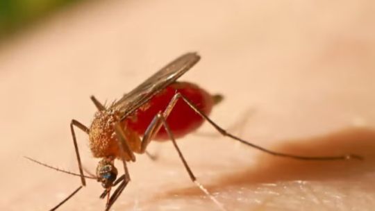 Alertan por el crecimiento de la fiebre amarilla en América Latina.