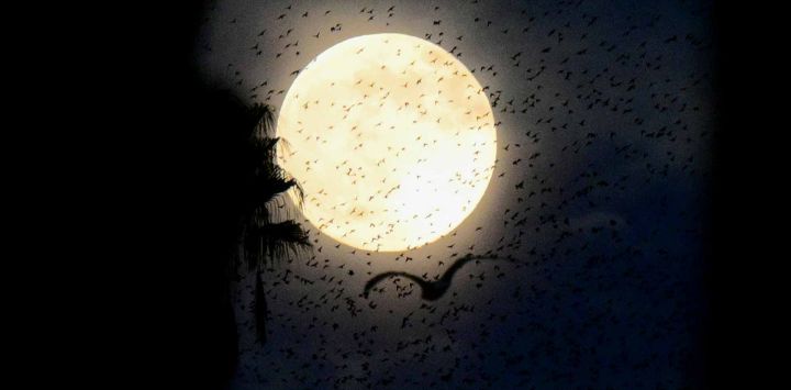 Luna llena detrás de una murmullos de estorninos en Roma. Foto de Tiziana FABI / AFP