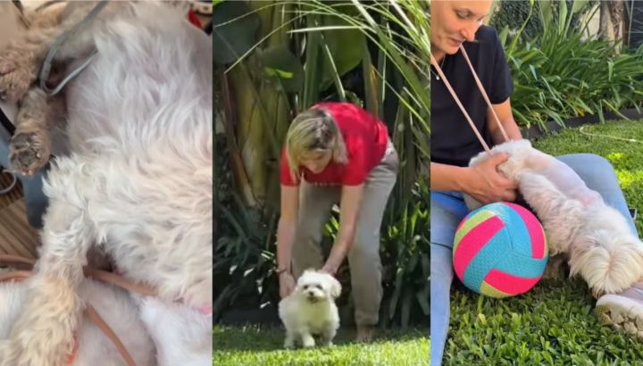 A través de un emotivo video, Eugenia Tobal mostró el proceso de recuperación de su perro: "Llevamos un mes de mucho esfuerzo"