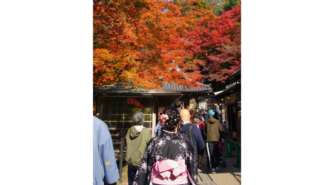 Viajar a Japón en Momiji: cuando un país te cambia el ritmo interno