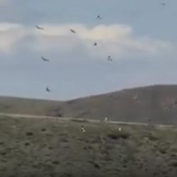 Una numerosa bandada de cóndores surcó el cielo de Tupungato.