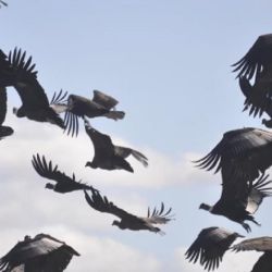 La presencia de más de 90 cóndores andinos en un mismo punto es un indicador clave del buen estado ambiental en la zona cordillerana, según especialistas. Este fenómeno se relaciona con factores como: