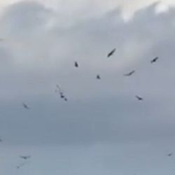 El Departamento de Fauna Silvestre de la Dirección de Biodiversidad y Ecoparque fue notificado del avistamiento.