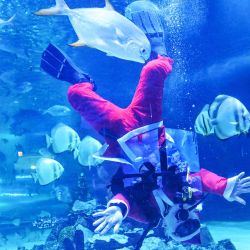 Un buzo vestido con un traje de Papá Noel bromea con tiburones y peces en el acuario Tropicarium en Budapest, Hungría. Foto de Attila KISBENEDEK / AFP | Foto:AFP