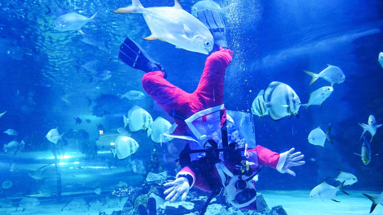 Un buzo vestido con un traje de Papá Noel bromea con tiburones y peces en el acuario Tropicarium en Budapest, Hungría. Foto de Attila KISBENEDEK / AFP | Foto:AFP