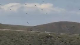 Una numerosa bandada de cóndores surcó el cielo de Tupungato.