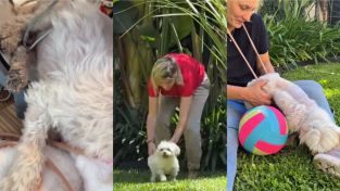 Eugenia Tobal mostró la recuperación de su perro Romeo