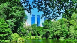 Patos del Central Park Manhattan 20251205