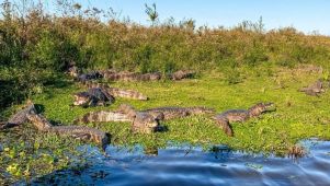 Esteros del Iberá