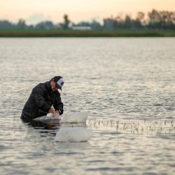 En el oeste, hubo una inyección de 100.000 ejemplares en la Laguna del Balneario Municipal de Vedia.