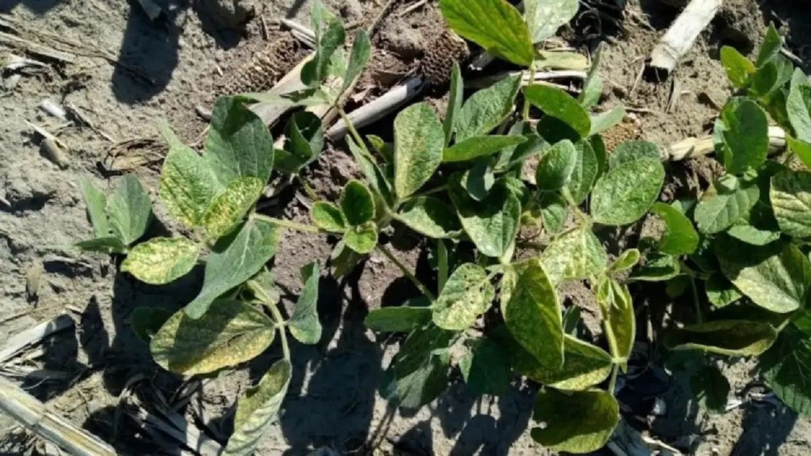 Retenciones para el sector agropecuario: “El derecho de exportación es un impuesto distorsivo"