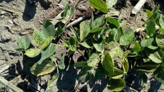 Retenciones para el sector agropecuario: “El derecho de exportación es un impuesto distorsivo” Retenciones para el sector agropecuario: “El derecho de exportación es un impuesto distorsivo”